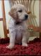 Golden Retriever Puppies for sale in Greeneville, TN, USA. price: NA