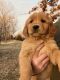 Golden Retriever Puppies for sale in Cherokee, KS 66724, USA. price: NA