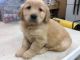 Golden Retriever Puppies for sale in Western Expy, New York, USA. price: $900