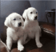 Golden Retriever Puppies for sale in Binghamton, NY 13903, USA. price: NA