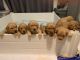 Golden Retriever Puppies for sale in Gridley, CA 95948, USA. price: NA