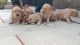 Golden Retriever Puppies for sale in Ambala Cantt, Haryana, India. price: 12000 INR