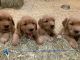 Golden Retriever Puppies for sale in Waco, TX, USA. price: $1,800