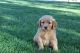 Golden Retriever Puppies for sale in Menifee, CA 92586, USA. price: $600