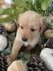 Golden Retriever Puppies for sale in Lynbrook, NY 11563, USA. price: NA