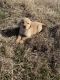 Golden Retriever Puppies for sale in Ava, MO 65608, USA. price: $750
