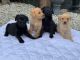 Golden Retriever Puppies for sale in Birmingham, AL, USA. price: $500