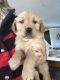 Golden Retriever Puppies for sale in 12532 Donahue Rd, Glen Allen, VA 23059, USA. price: $800