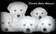 Golden Retriever Puppies for sale in Princeton, WV 24740, USA. price: NA