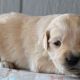Golden Retriever Puppies for sale in Grand Prairie, TX 75051, USA. price: NA