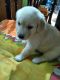 Golden Retriever Puppies for sale in Ramnagar, West Bengal, India. price: 15000 INR