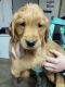 Golden Retriever Puppies for sale in Paradise, TX 76073, USA. price: NA