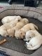 Golden Retriever Puppies for sale in Visalia, CA, USA. price: $10,001,200