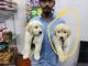 Golden Retriever Puppies for sale in Kanajiguda, Alwal, Secunderabad, Telangana, India. price: 22000 INR