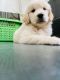 Golden Retriever Puppies for sale in K P H B Phase 9, Kukatpally, Hyderabad, Telangana 500085, India. price: 25000 INR
