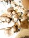 Golden Retriever Puppies for sale in Brooksville, FL 34601, USA. price: $2,000