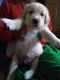 Golden Retriever Puppies for sale in Ramnagar, West Bengal, India. price: 14000 INR