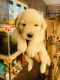 Golden Retriever Puppies for sale in Naagarabhaavi, Bengaluru, Karnataka, India. price: 9000 INR