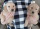 Golden Retriever Puppies for sale in Idaho Falls, ID, USA. price: $1,200