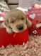 Golden Retriever Puppies for sale in West Lafayette, IN, USA. price: $1,200