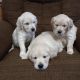 Golden Retriever Puppies for sale in Hagerstown, MD, USA. price: $1,000