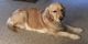 Golden Retriever Puppies for sale in Freeport, ME 04032, USA. price: NA