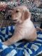 Golden Retriever Puppies for sale in Sidney, MI 48885, USA. price: NA