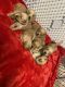 Golden Retriever Puppies for sale in Madera, CA, USA. price: NA