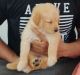 Golden Retriever Puppies for sale in Thoraipakkam, Tamil Nadu, India. price: 18000 INR