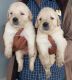 Golden Retriever Puppies for sale in Shivamogga, Karnataka, India. price: 15000 INR