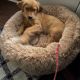 Golden Retriever Puppies for sale in Charlotte, NC, USA. price: NA