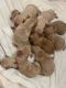 Golden Retriever Puppies for sale in Clermont, FL, USA. price: NA