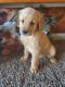 Golden Retriever Puppies for sale in Munfordville, KY 42765, USA. price: NA