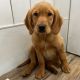 Golden Retriever Puppies for sale in Orem, UT, USA. price: NA