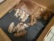 Golden Retriever Puppies for sale in Klamath Falls, OR, USA. price: NA
