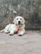 Golden Retriever Puppies for sale in Sultan Bathery, Kerala, India. price: 24000 INR