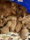 Golden Retriever Puppies for sale in Berlin, WI 54923, USA. price: $1,000