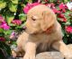 Golden Retriever Puppies for sale in Ohio City, Cleveland, OH, USA. price: $700