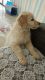Golden Retriever Puppies for sale in Ahmedabad, Gujarat, India. price: NA