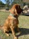 Golden Retriever Puppies for sale in Leesburg, FL 34748, USA. price: NA