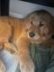 Golden Retriever Puppies for sale in Summerville, SC, USA. price: NA