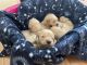 Golden Retriever Puppies for sale in Fowlerville, MI 48836, USA. price: $1,500