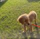 Golden Retriever Puppies for sale in Spring Hill, FL, USA. price: $900