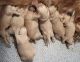 Golden Retriever Puppies for sale in San Diego, CA, USA. price: $700