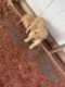 Golden Retriever Puppies for sale in Providence, RI, USA. price: $1,500
