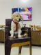 Golden Retriever Puppies for sale in KPC Layout, Kasavanahalli, Karnataka 560035, India. price: 10000 INR