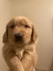 Golden Retriever Puppies for sale in Teaneck, NJ, USA. price: $1,500