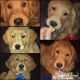 Golden Retriever Puppies for sale in Amazonia, MO 64421, USA. price: NA