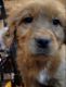 Golden Retriever Puppies for sale in Arvada, CO, USA. price: NA