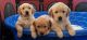 Golden Retriever Puppies for sale in Barnegat Township, NJ, USA. price: NA